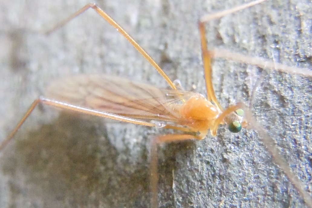 Tipulomorpha:  cfr. Limonidae
