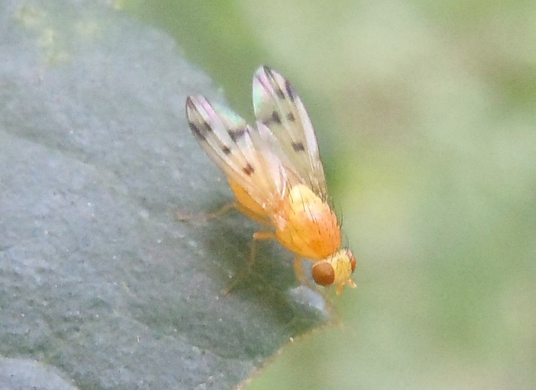 Homoneura? Si