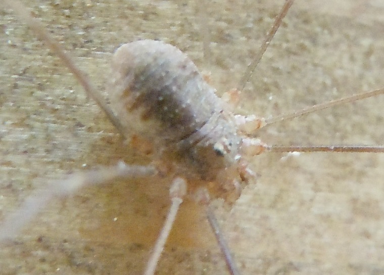 fam. Phalangiidae