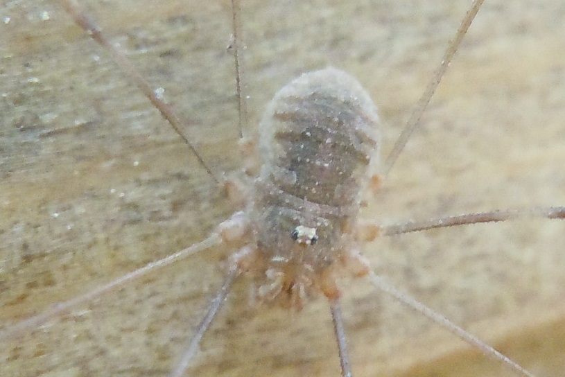 fam. Phalangiidae