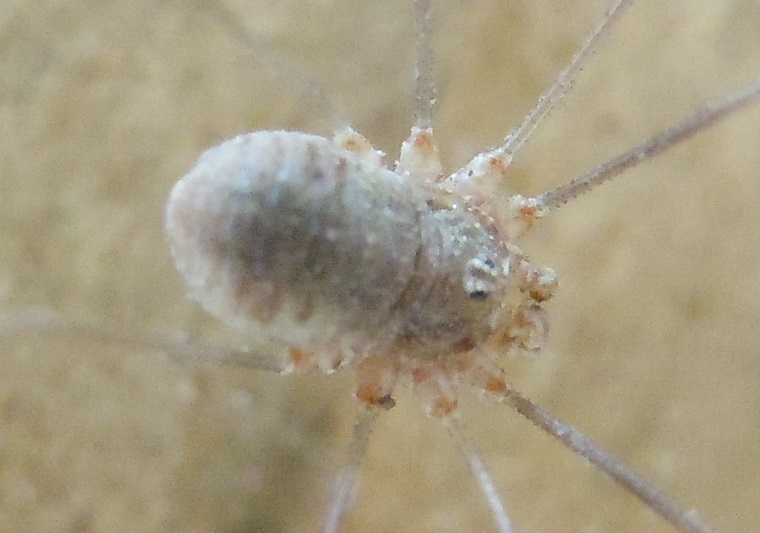 fam. Phalangiidae
