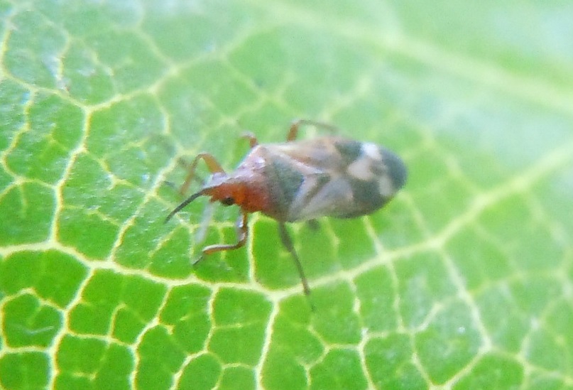 Anthocoridae:  Anthocoris nemoralis
