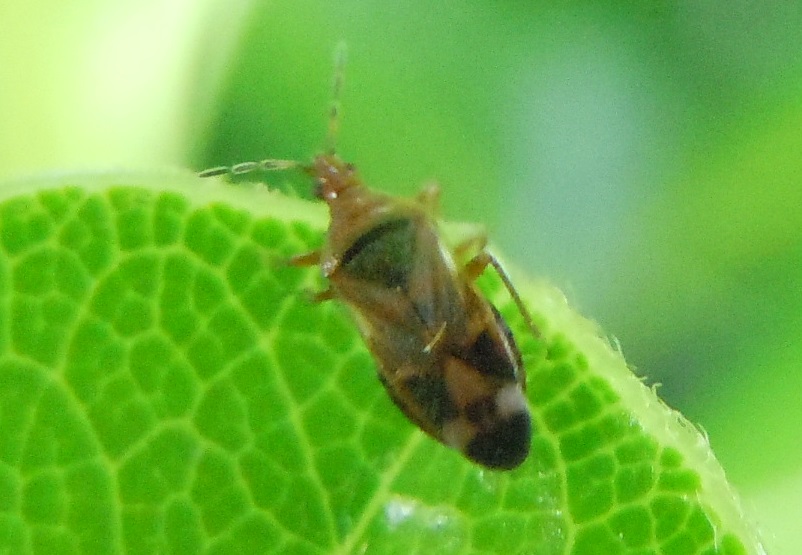 Anthocoridae:  Anthocoris nemoralis