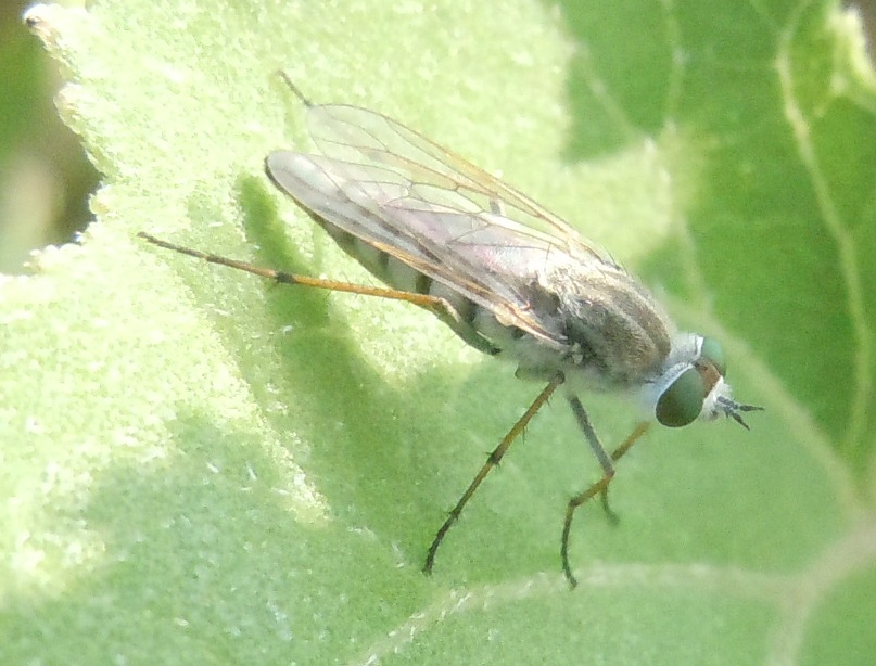 Therevidae: Acrosathe da identificare
