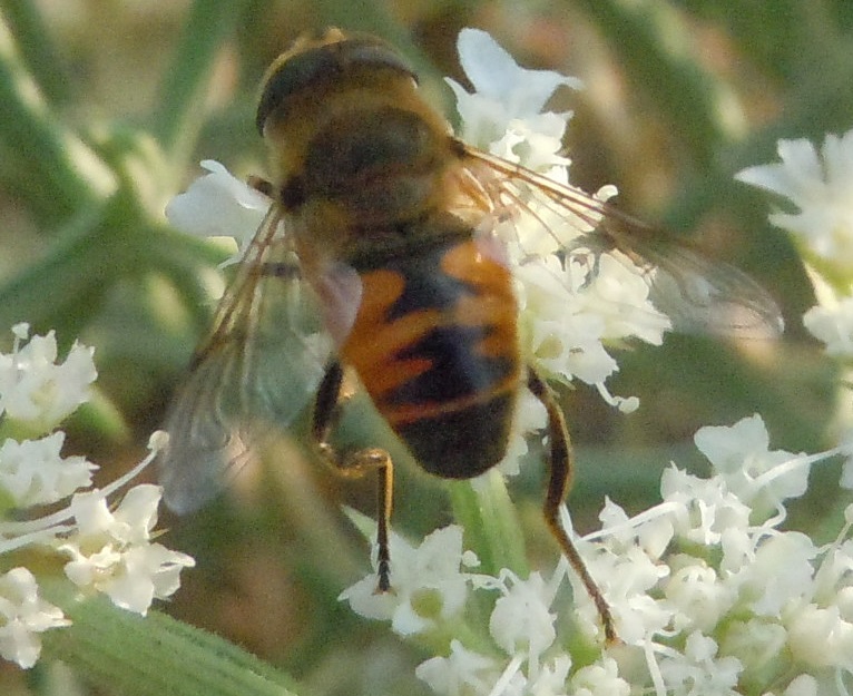 Eristalis tenax maschio (Syrphidae)