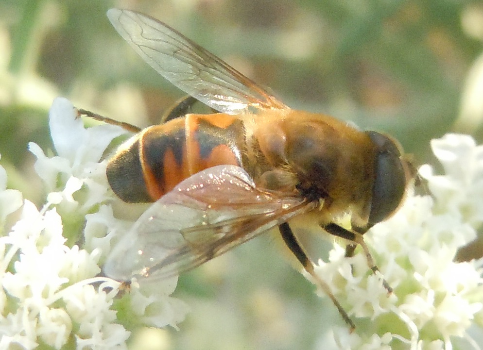 Eristalis tenax maschio (Syrphidae)