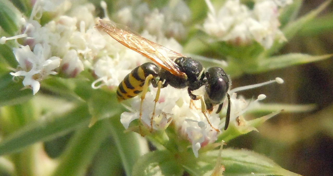 Crabronidae: Philanthus triangulum, maschio