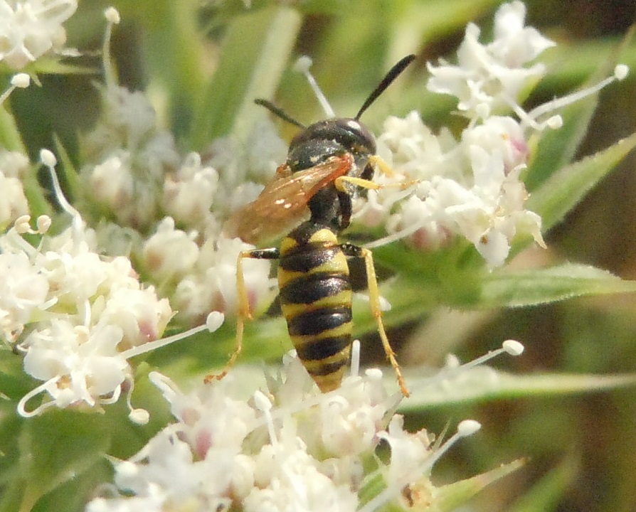 Crabronidae: Philanthus triangulum, maschio