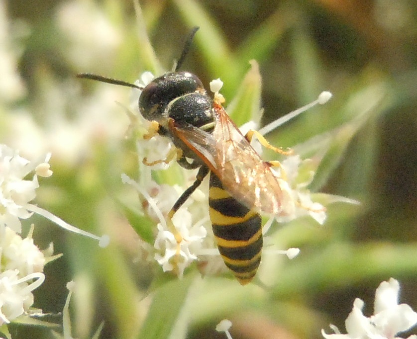 Crabronidae: Philanthus triangulum, maschio