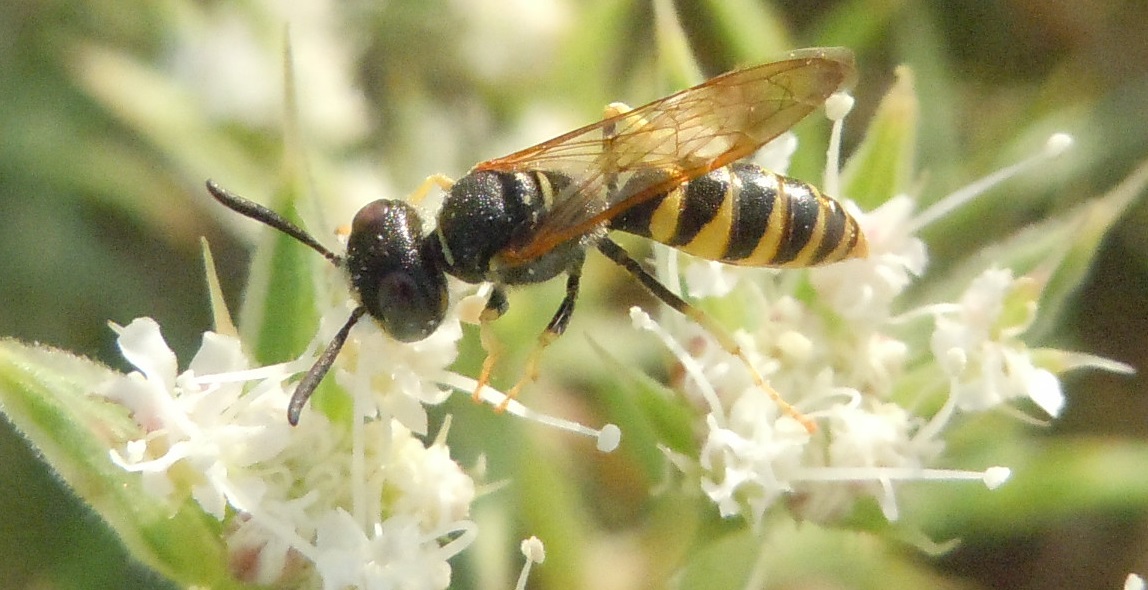 Crabronidae: Philanthus triangulum, maschio