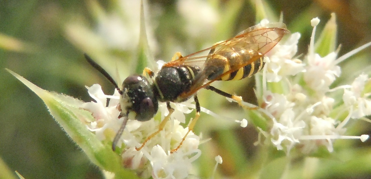 Crabronidae: Philanthus triangulum, maschio