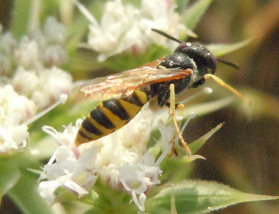 Crabronidae: Philanthus triangulum, maschio