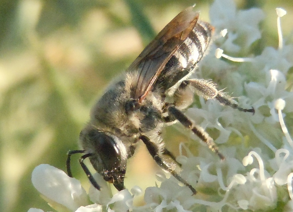 Apidae Halictinae?  No,  Colletes sp. (Apidae Colletinae)