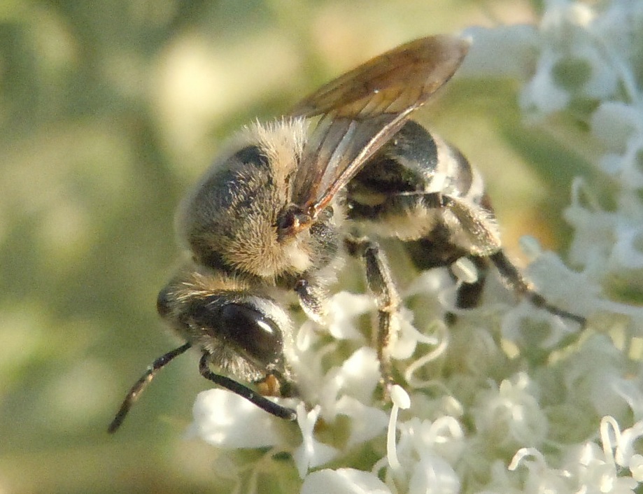 Apidae Halictinae?  No,  Colletes sp. (Apidae Colletinae)