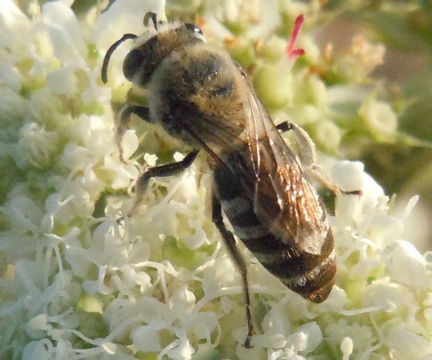 Apidae Halictinae?  No,  Colletes sp. (Apidae Colletinae)