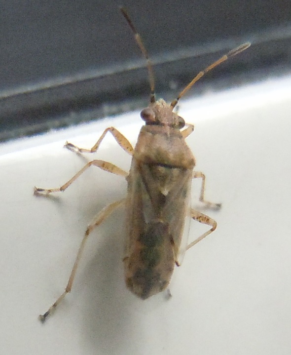 Lygaeidae: Nysius sp.