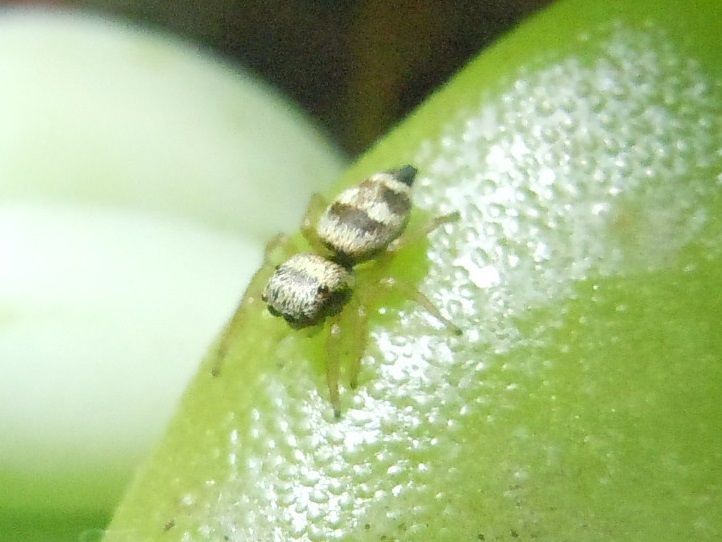 Salticidae:  Heliophanus tribulosus - Napoli