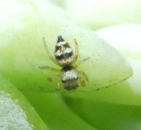 Salticidae:  Heliophanus tribulosus - Napoli