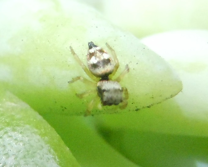 Salticidae:  Heliophanus tribulosus - Napoli