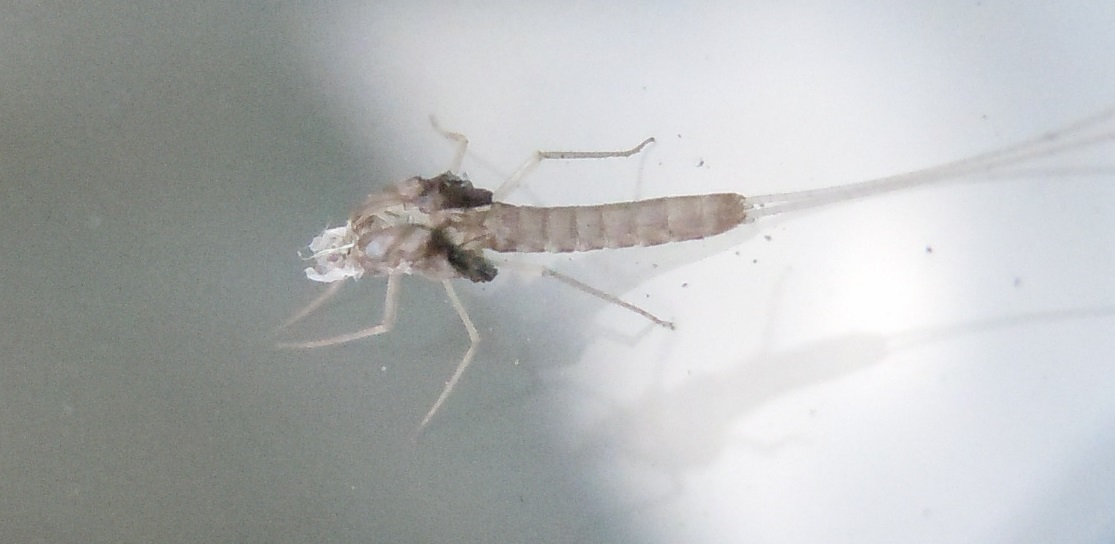Esuvia di Baetidae