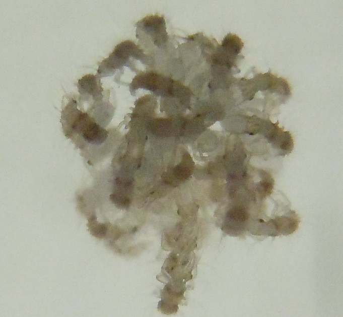 Neanidi di Chrysopidae? S, larve da ovatura di Pseudomallada sp.