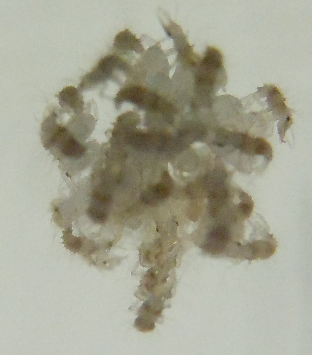 Neanidi di Chrysopidae? S, larve da ovatura di Pseudomallada sp.