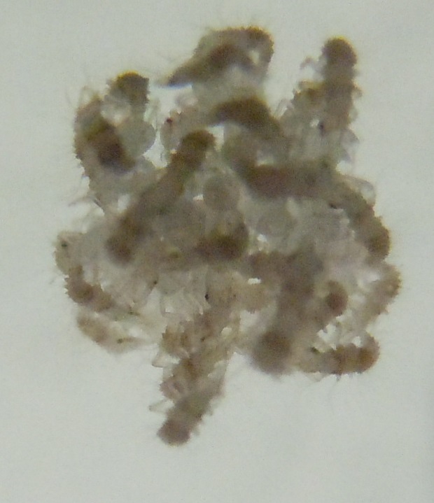 Neanidi di Chrysopidae? S, larve da ovatura di Pseudomallada sp.