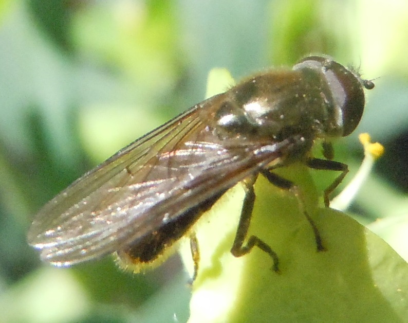 Syrphidae: Cheilosia sp.?    Sì !