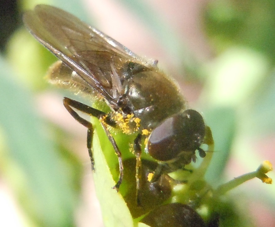 Syrphidae: Cheilosia sp.?    Sì !