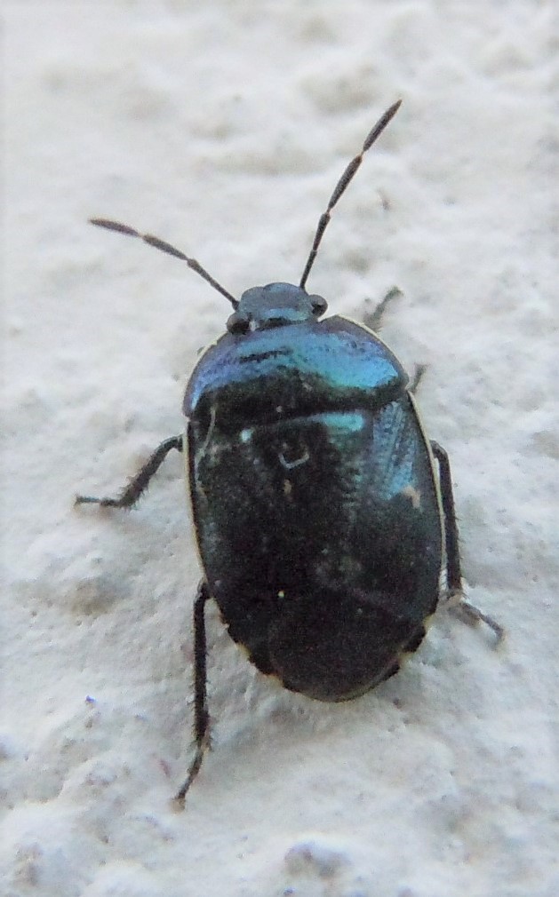 Cydnidae:  Canthophorus melanopterus?  S !