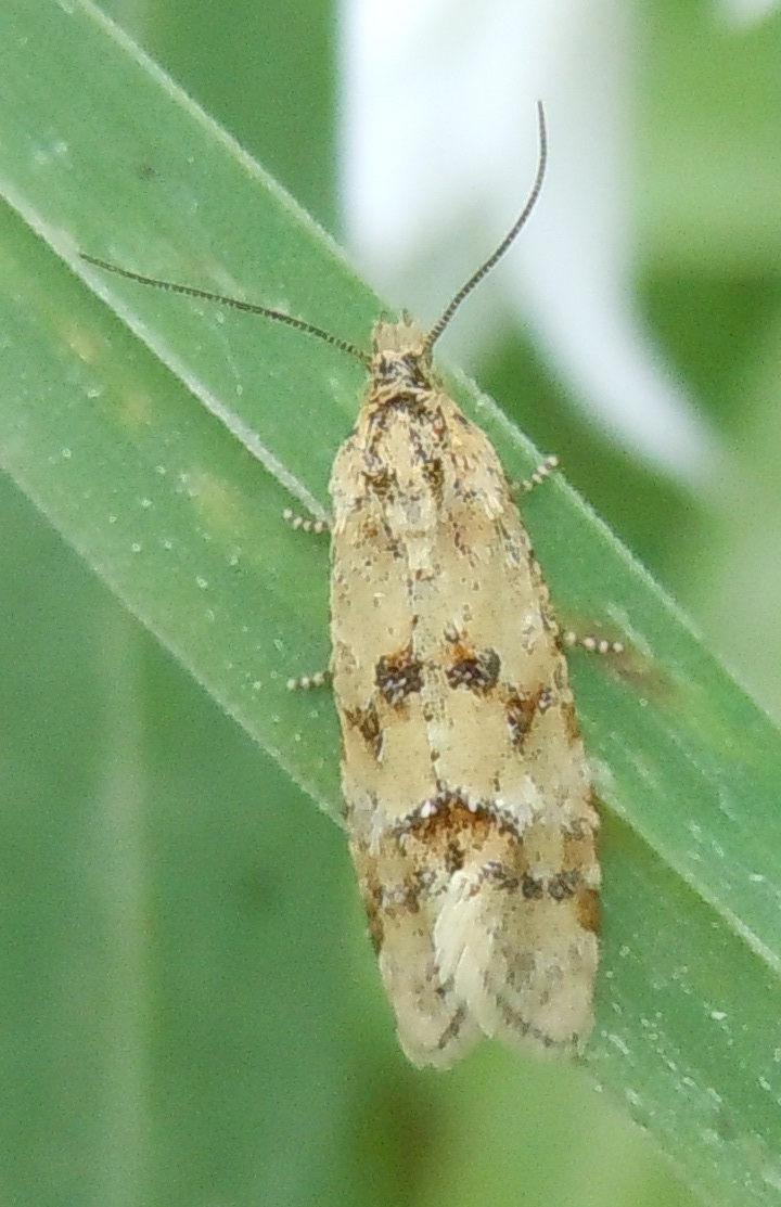 Tortricidae? S:  Aethes williana