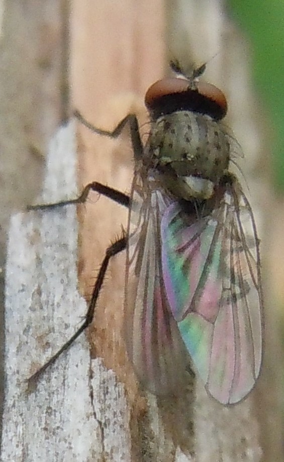 Anthomyiidae: Delia platura