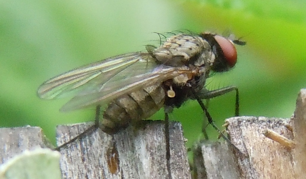 Anthomyiidae: Delia platura