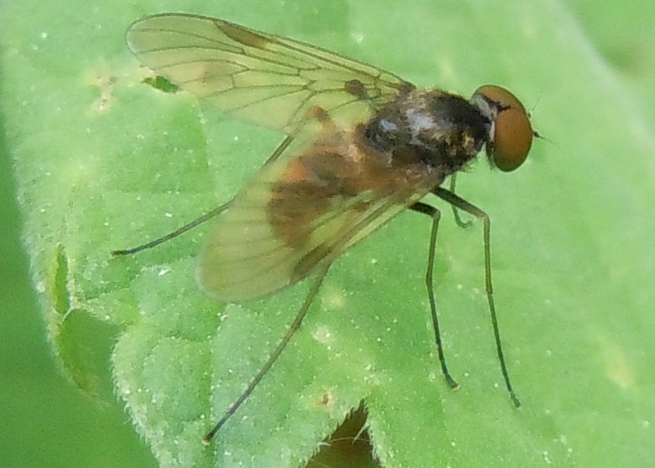 Rhagionidae:  Chrysopilus splendidus?