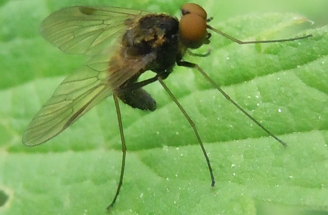 Rhagionidae:  Chrysopilus splendidus?