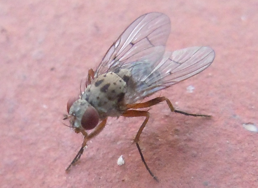 Helina sexmaculata (Muscidae)