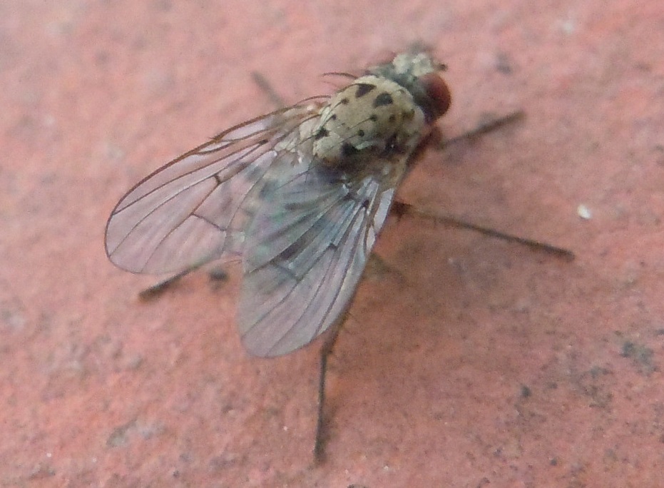 Helina sexmaculata (Muscidae)