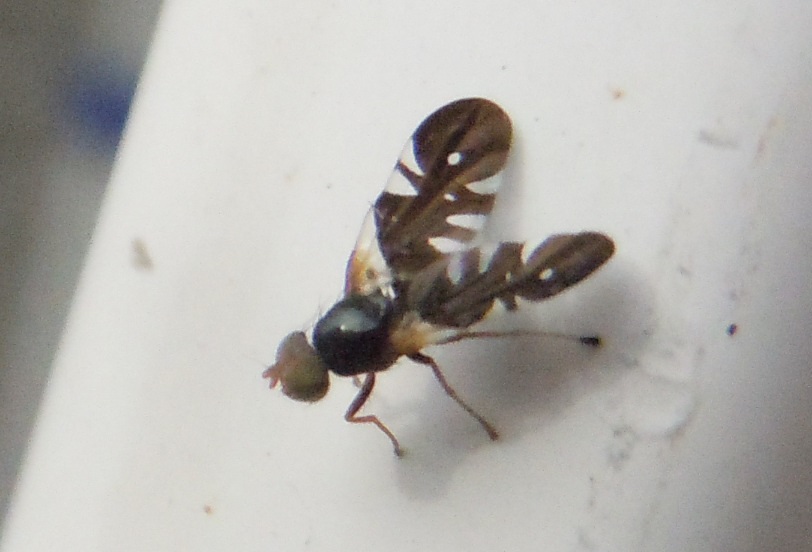 Aciura coryli maschio (Tephritidae)