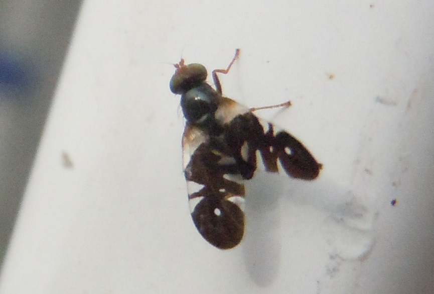 Aciura coryli maschio (Tephritidae)