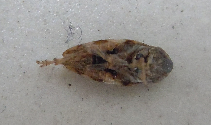 Aphrophoridae:  Philaenus spumarius (cfr.)