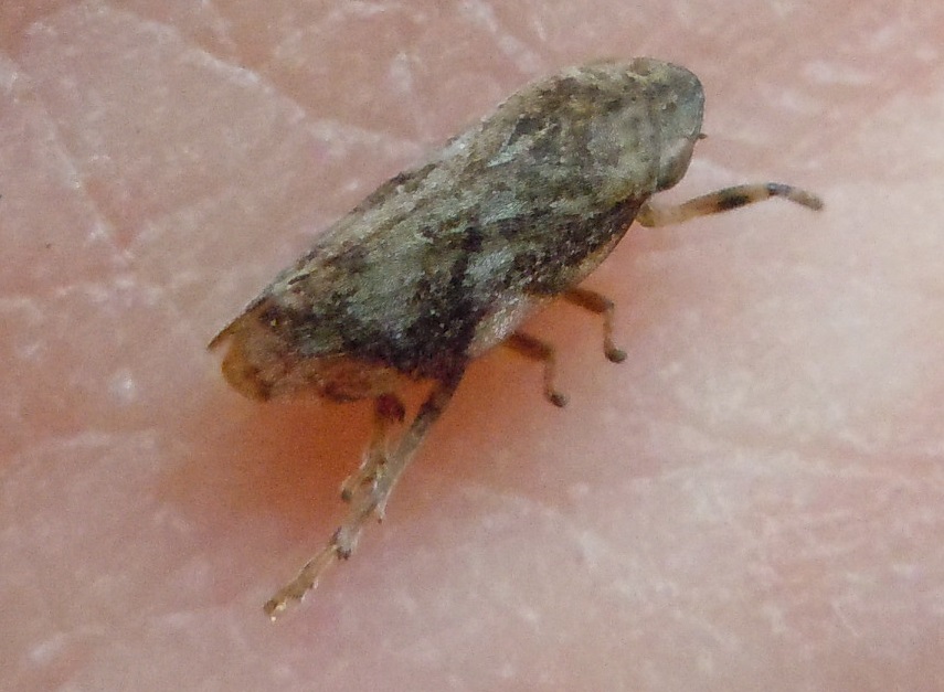 Aphrophoridae:  Philaenus spumarius (cfr.)