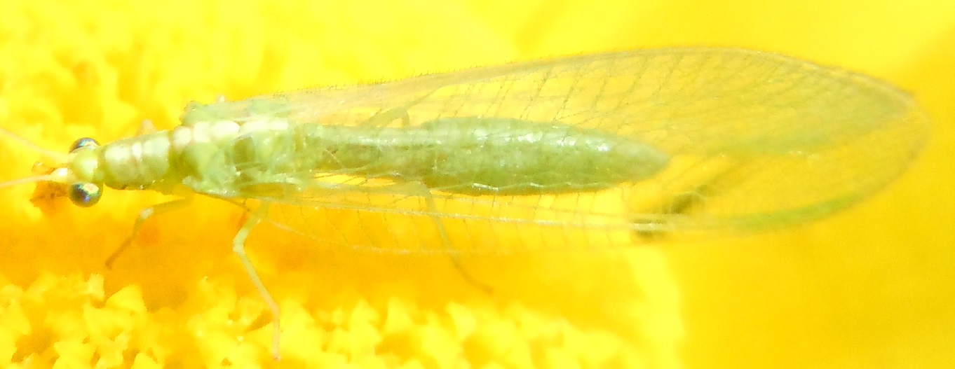 Chrysopidae:  Chrysoperla pallida