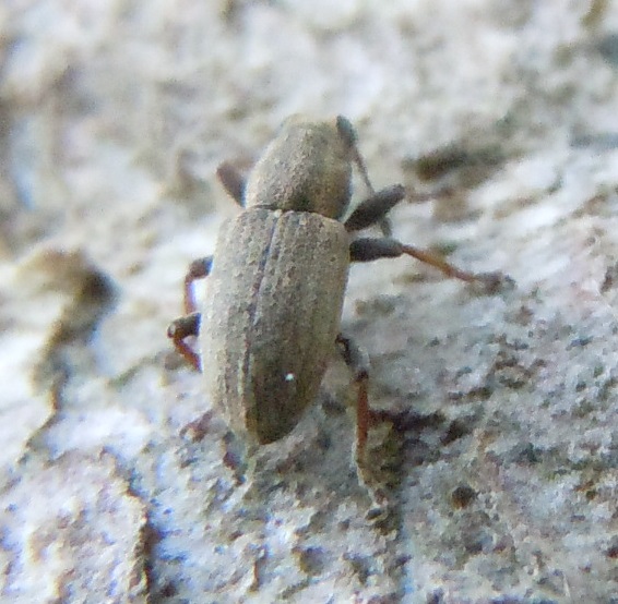 Curculionidae: Sitona suturalis