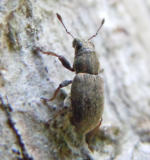 Curculionidae: Sitona suturalis