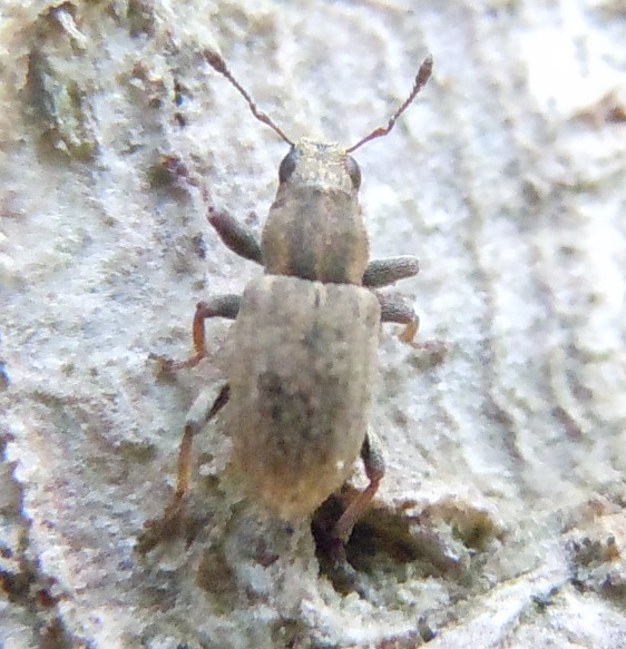 Curculionidae: Sitona suturalis