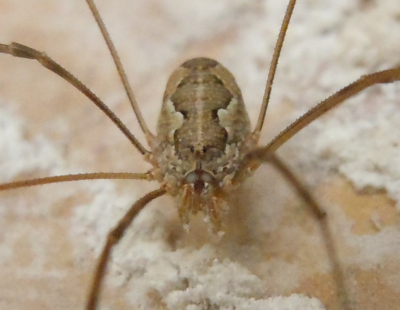 Phalangiidae: Dasylobus sp.