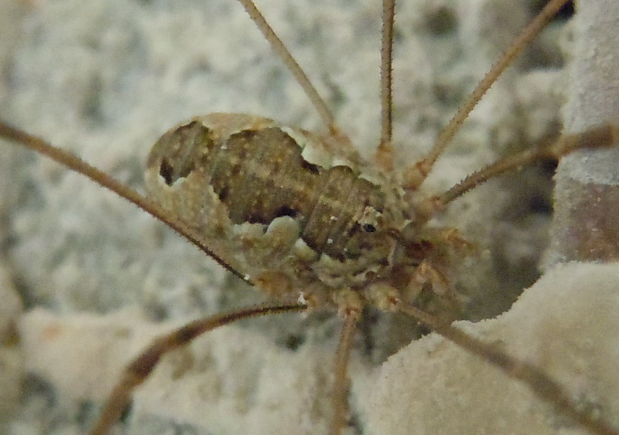 Phalangiidae: Dasylobus sp.
