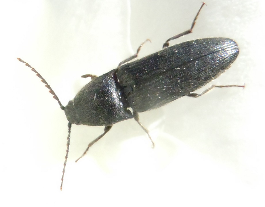 Elateridae, Melanotus sp.