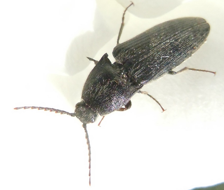 Elateridae, Melanotus sp.