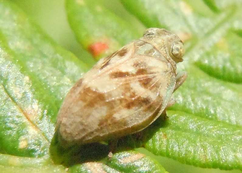 Issidae da identificare:   Latissus dilatatus (cfr.)
